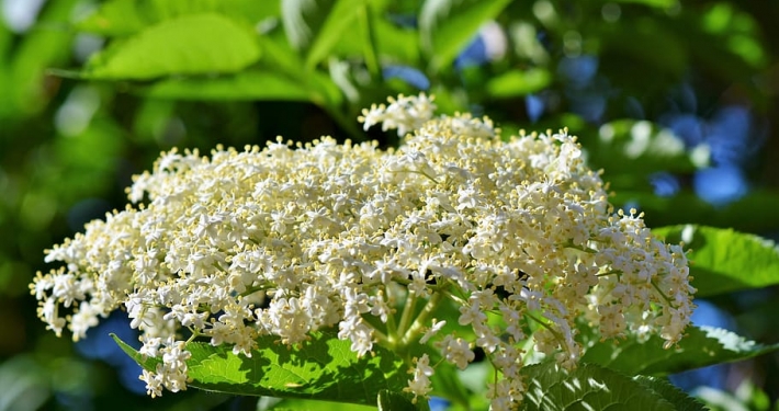 mangiare i fiori di sambuco