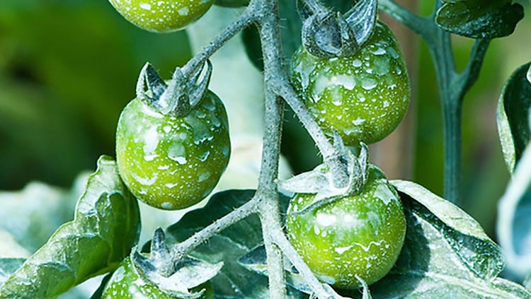 rame su pomodori