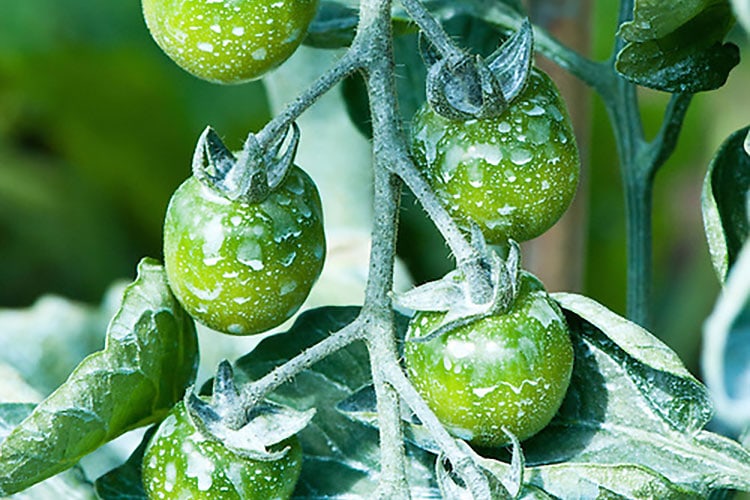 Poltiglia boldolese: come si prepara e come usarla