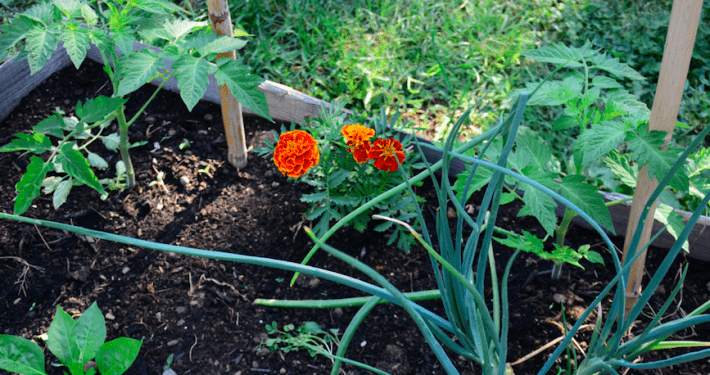 Orto con pomodori e tagete -InOrto