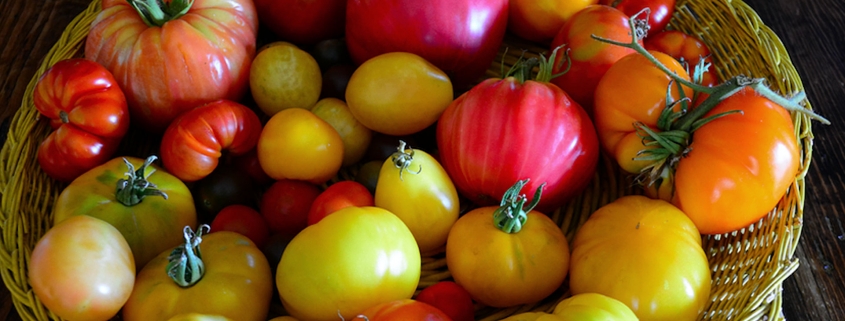 Pomodori rossi e gialli coltivati nell'orto - Inorto