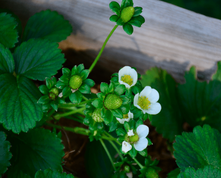 Fiore di fragole - InOrto