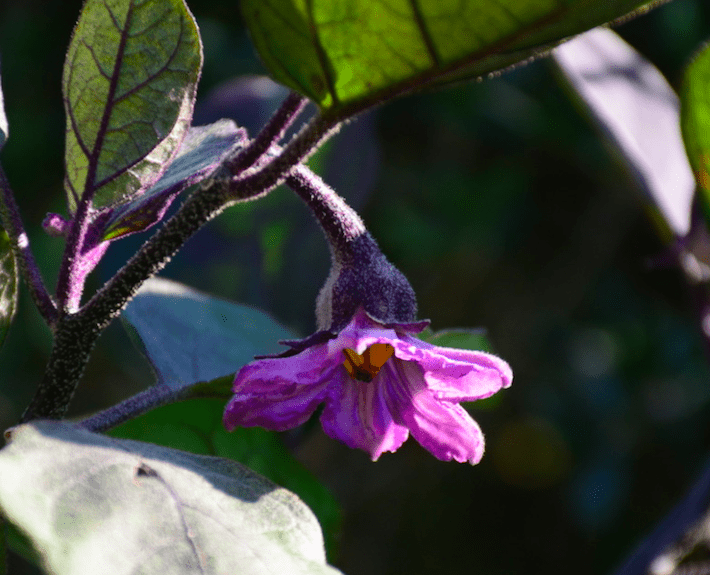 fiore di melanzana