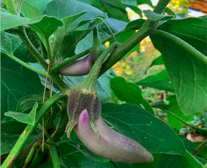 Melanzane nell'orto di Poggio ai Santi