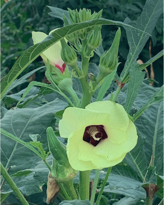 Okra con il suo fiore