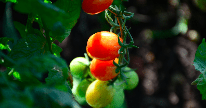 pomodori nell'orto in autunno