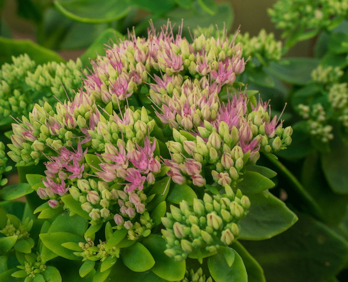 Erba della Madonna o Sedum Telephium