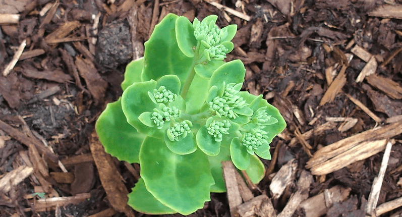 Piccola pianta di erba della Madonna