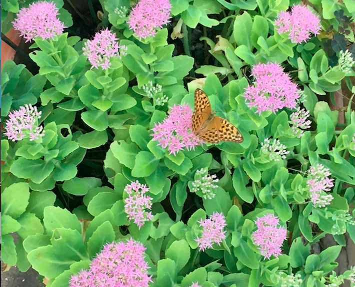 Erba della Madonna o Sedum Telephium - InOrto