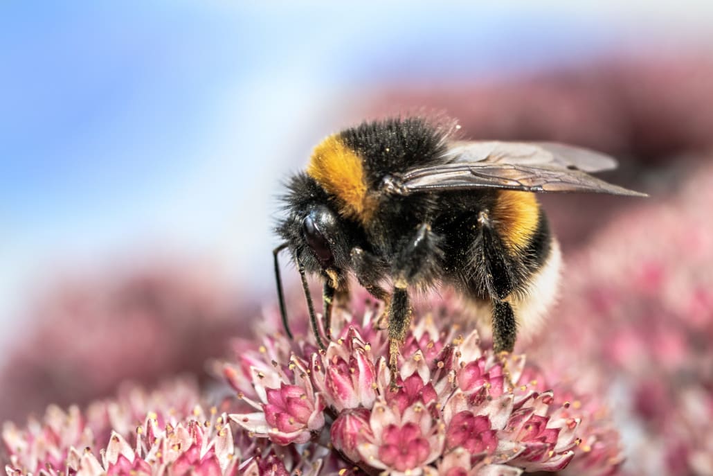 Bombo su fiore di Sedum -InOrto
