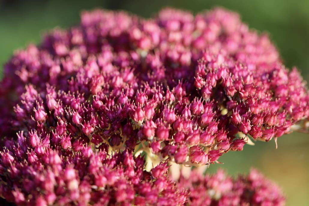 Fiore rosa di Sedum -InOrto