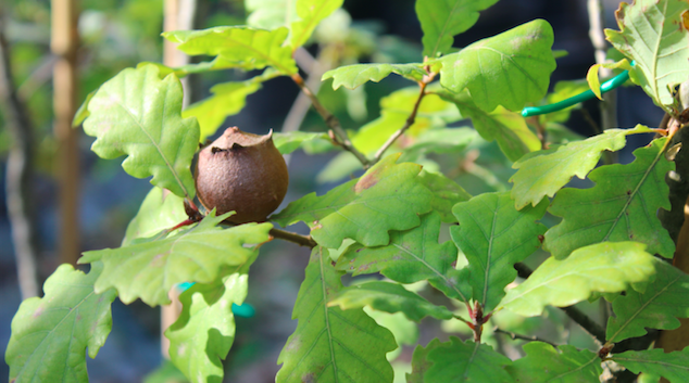 Quercus pubescens - Piante autoctone InOrto