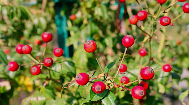 Rosa sempervirens - Piante autctone InOrto