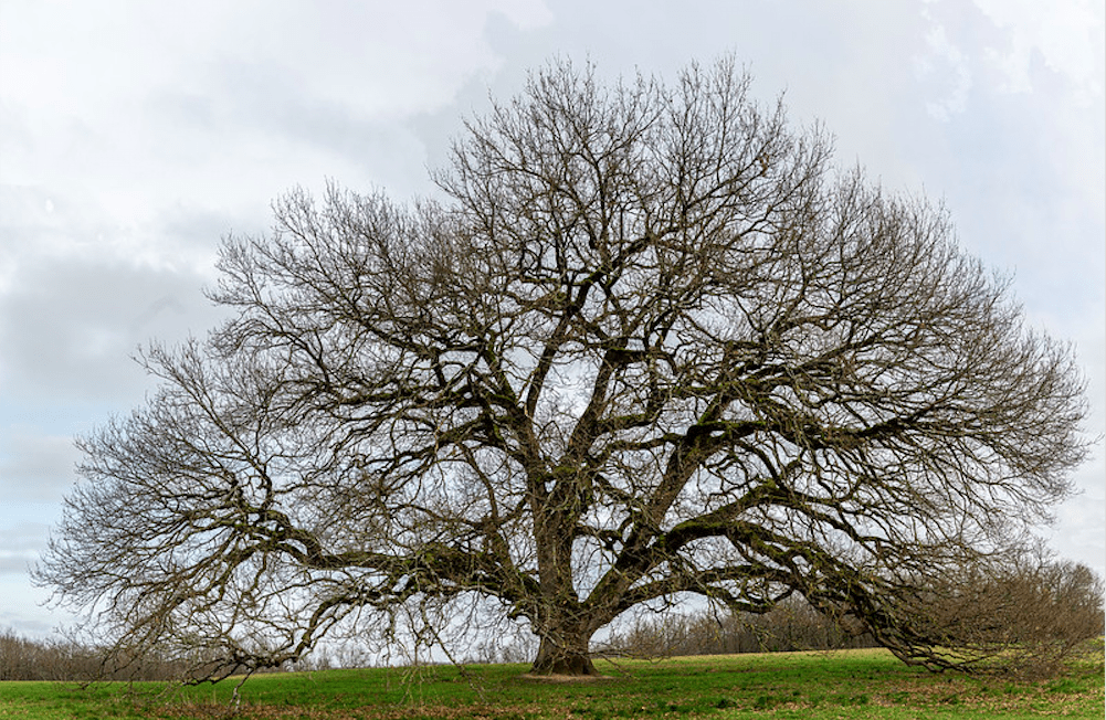 Quercia, come farla crescere da seme