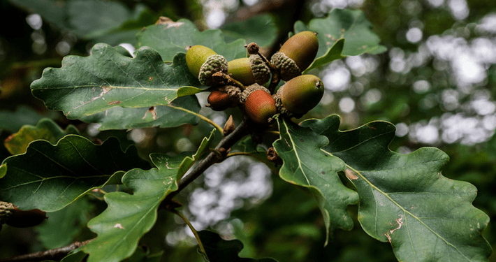 Quercia - come fare nascere un albero da seme