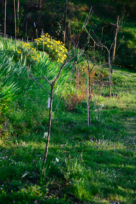 alberi da frutto, concimare con lo stallatico maturo