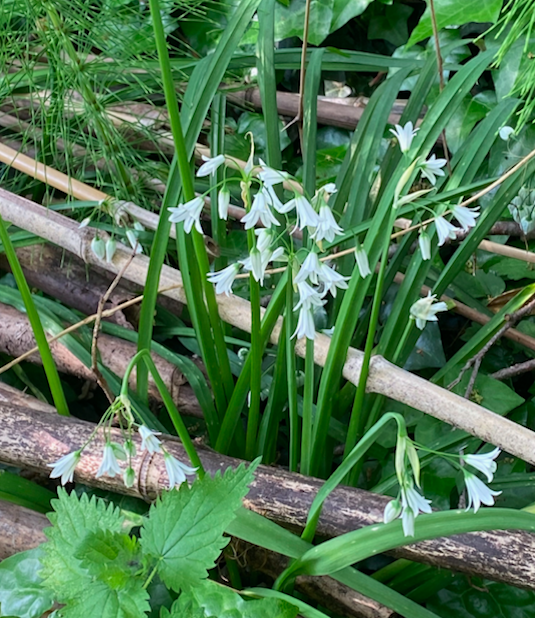 Aglio Triqueto in orto-giardino - InOrto