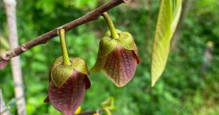 Banano di Montagna - Asimina Triloba - InOrto