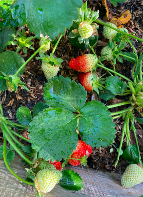 Coltivare la fragole - InOrto