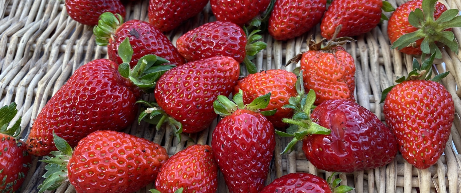 Come coltivare le fragole in cassone - InOrto