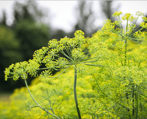 Fiori di aneto - InOrto