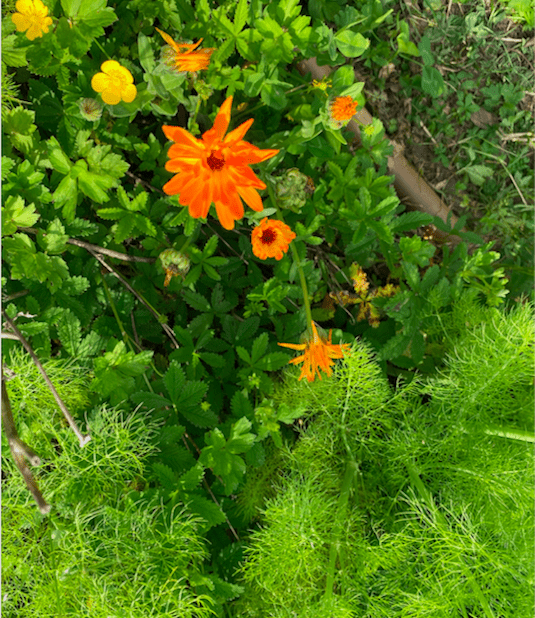 Orto-Giardino : Calendula e finocchi - InOrto