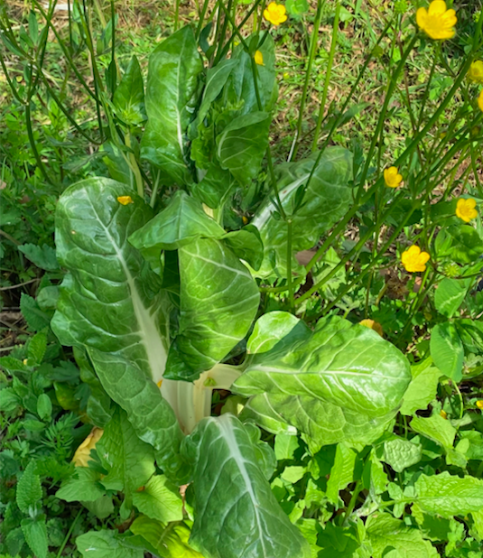 Orto-giardino : Bieta e ranuncoli - InOrto