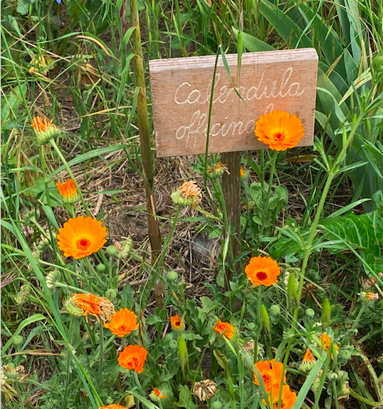 Calendula Officinalis - Food Forest - InOrto