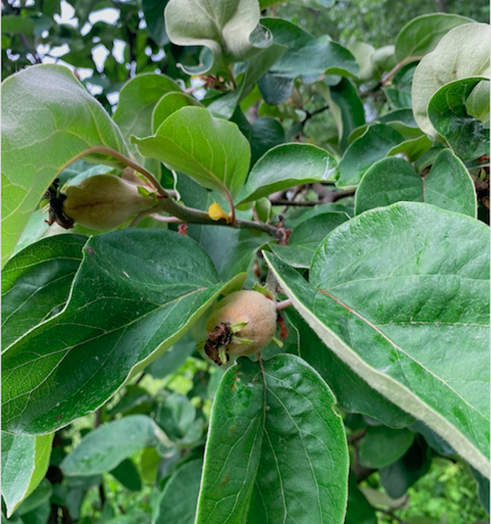 Nespolo - Food Forest - InOrto