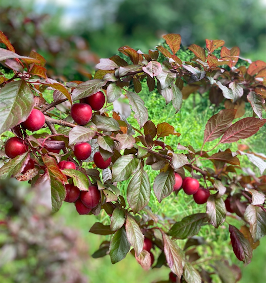 Prunus Pissardi - Foord Forest - InOrto