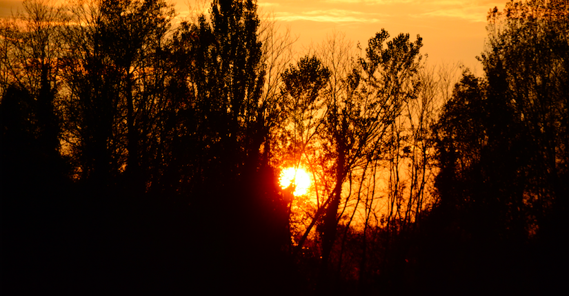 Bosco al tramonto - InOrto