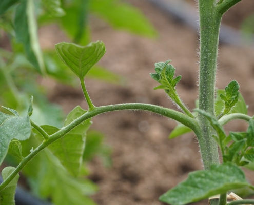 Femminella Pomodoro_InOrto