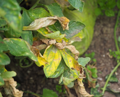 Peronospora Pomodoro_InOrto