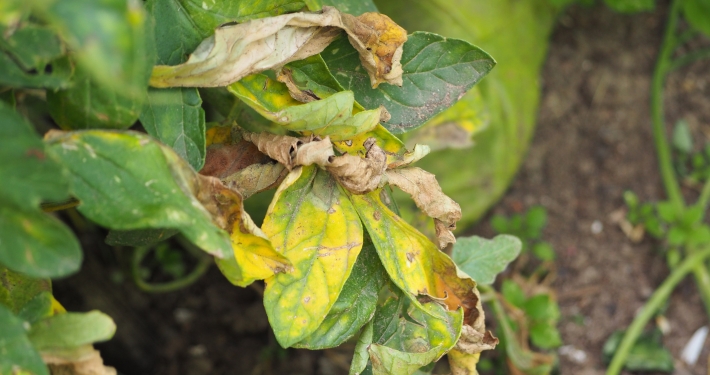 Peronospora Pomodoro_InOrto