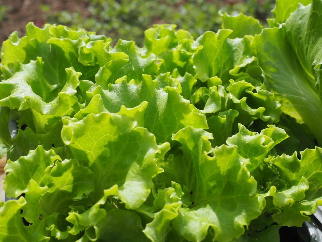 Insalata da taglio_InOrto