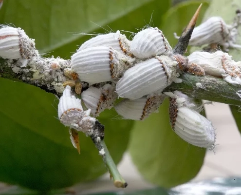 Cocciniglia Cotonosa