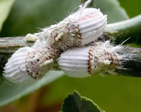 Esemplare femmina cocciniglia