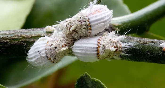 Esemplare femmina cocciniglia