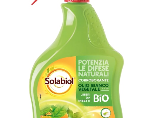 Combattere cocciniglia con olio bianco