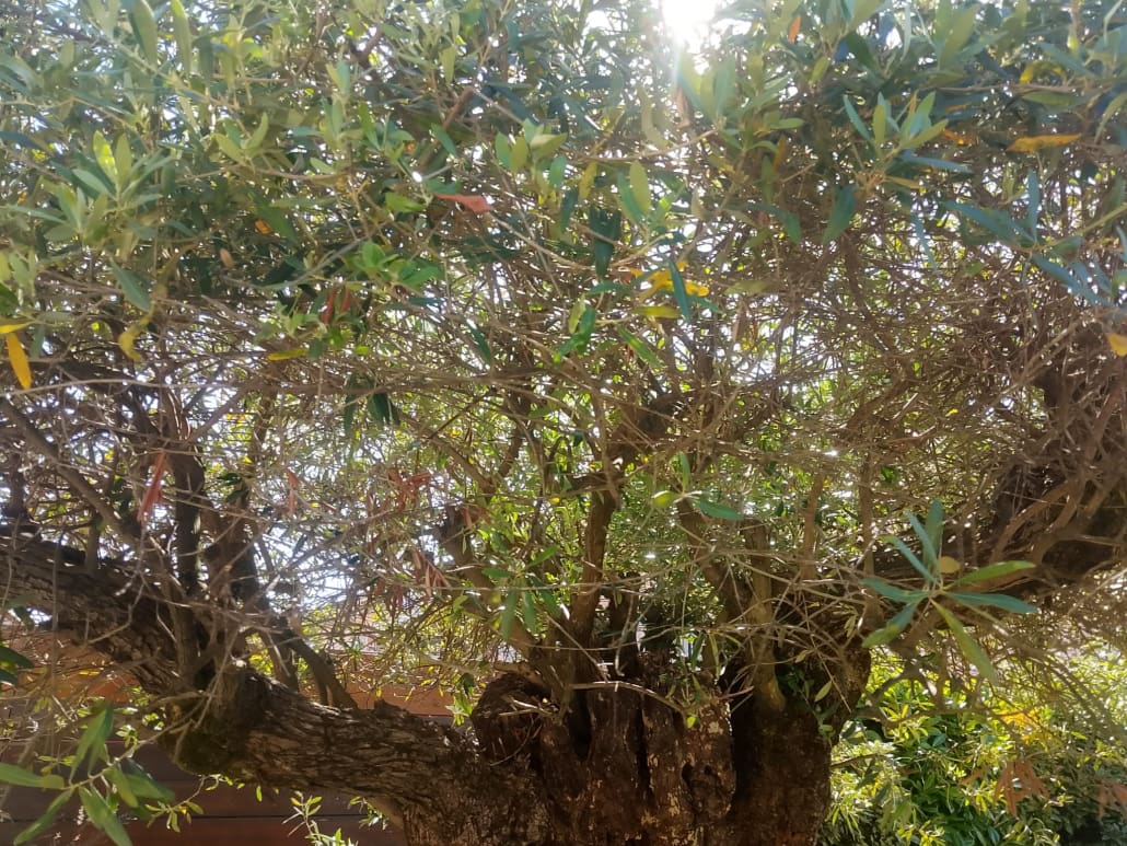 Succhioni su olivo - InOrto