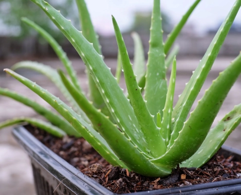 coltivare aloe in vaso