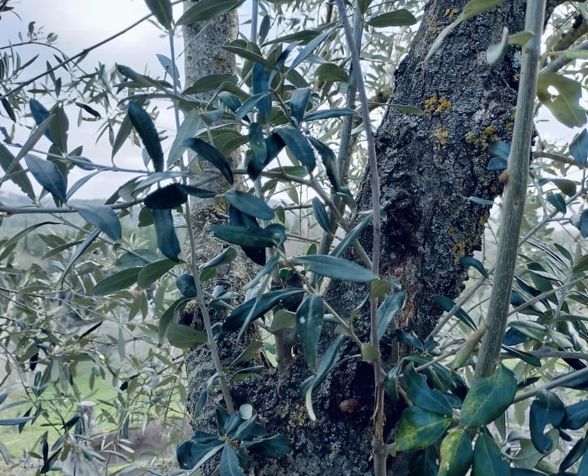 Succhioni dell’olivo - InOrto