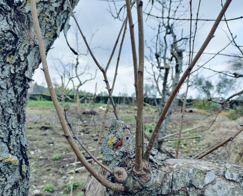 Succhione su albero di pero