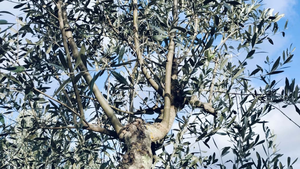 Succhioni su branca di olivo - InOrto