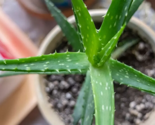 Coltivare Aloe Vera in vaso con terreno drenante