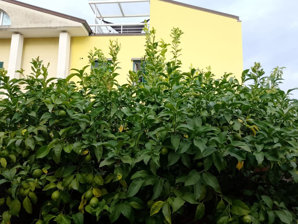 Succhioni su limone - InOrto