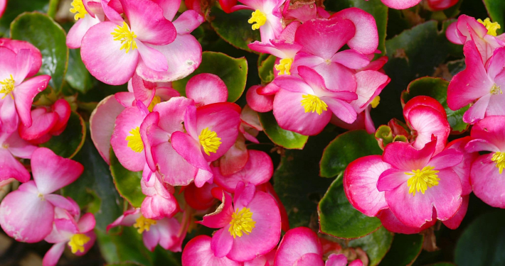 Begonia semperflorens in fiore