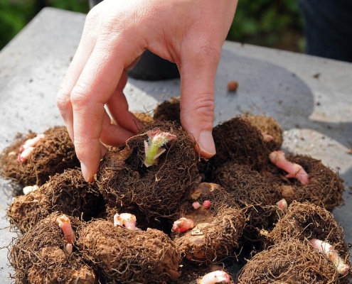 Tubero o Cromo della begonia