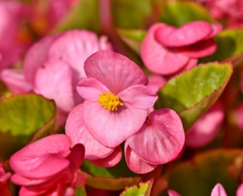 Fiori colorati della begonia