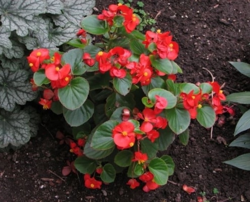 coltivazione begonia in giardino